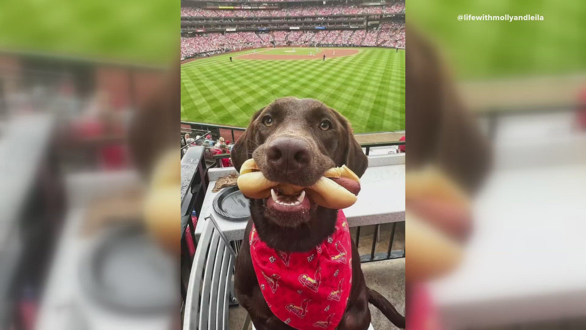 Leila the Chocolate Chunk from Carrollton, Illinois, is the only local finalist in this year's Purina National Dog Show on Thanksgiving.