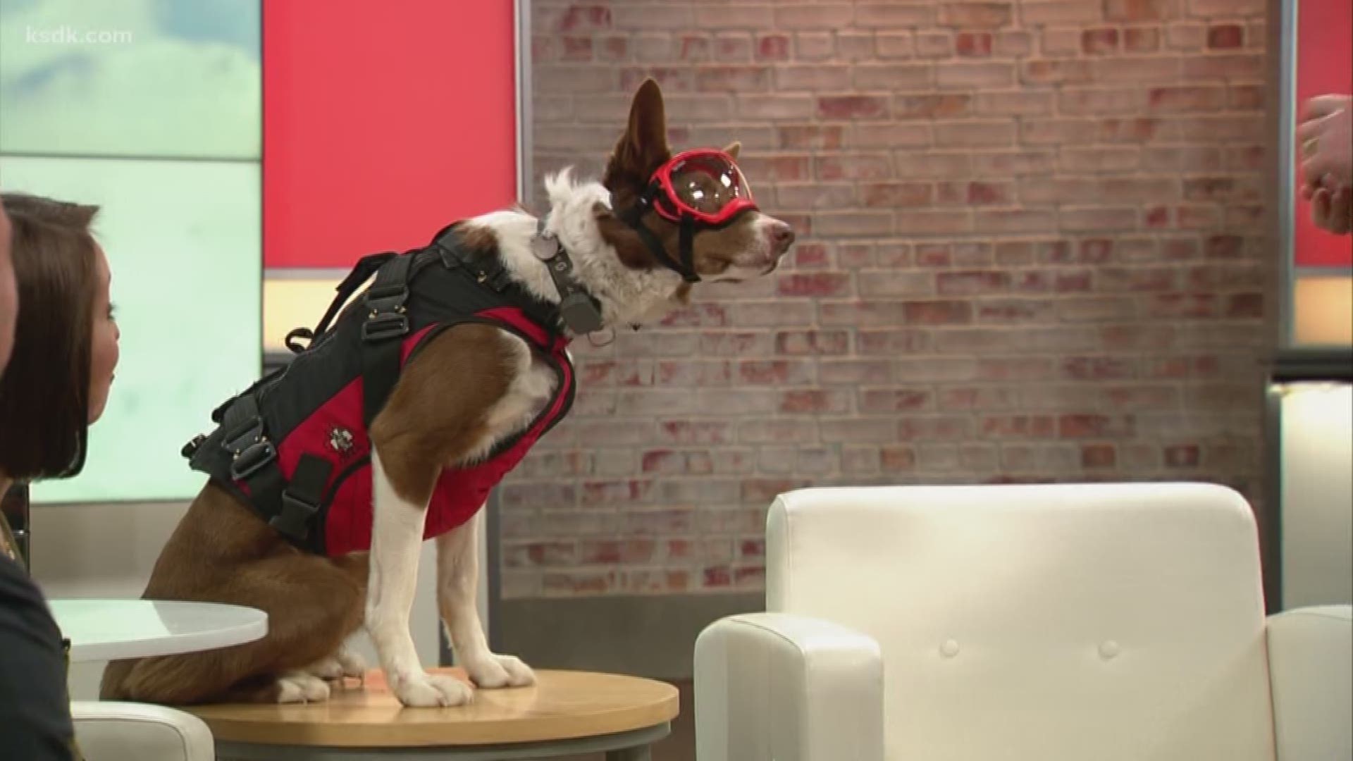 Henry the Avalanche Rescue Dog from Superpower Dogs stops by Show Me St ...