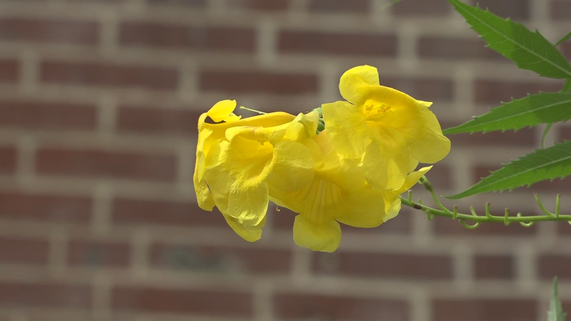 Known for its bountiful beauty, the mission for the Missouri Botanical Garden is much more. Hundreds gather to celebrate life of puppeteer Bob Kramer.