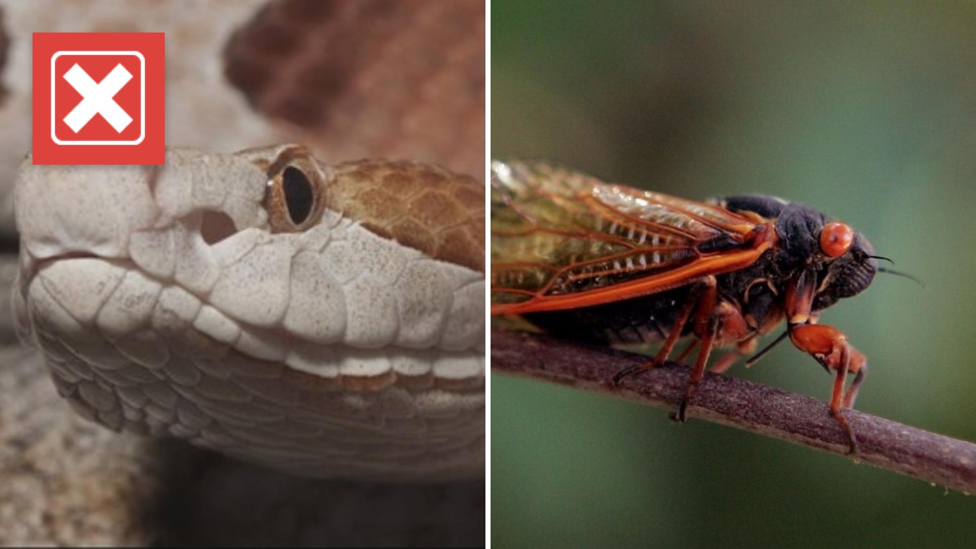 The snakes will eat cicadas, but their population doesn't boom during a cicada brood emergence. Here's why.
