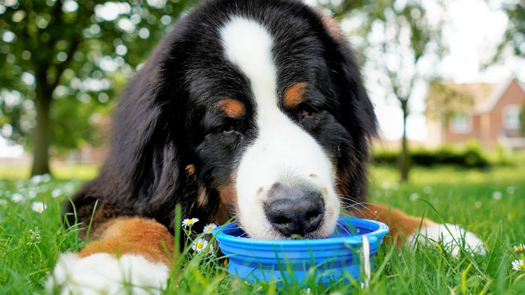 How to keep your pets safe in hot weather