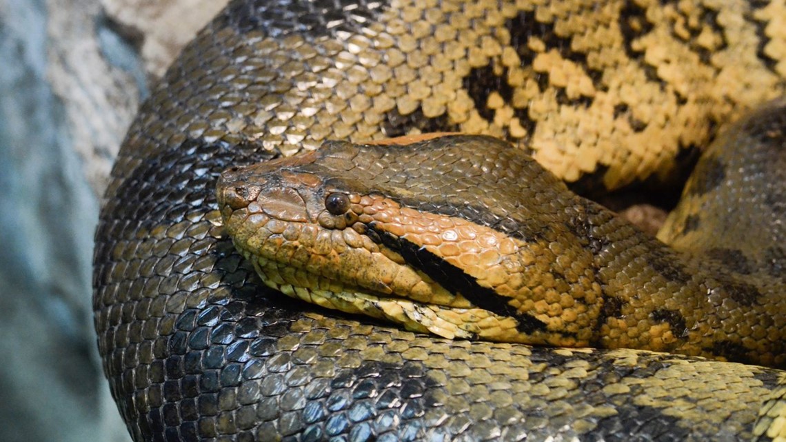 Anaconda Head Size