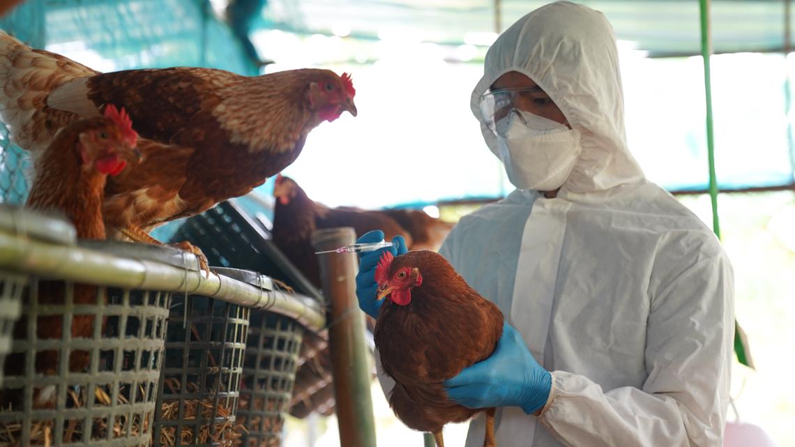 Missouri's first human bird flu case marks one-year anniversary as national pandemic preparedness weakens