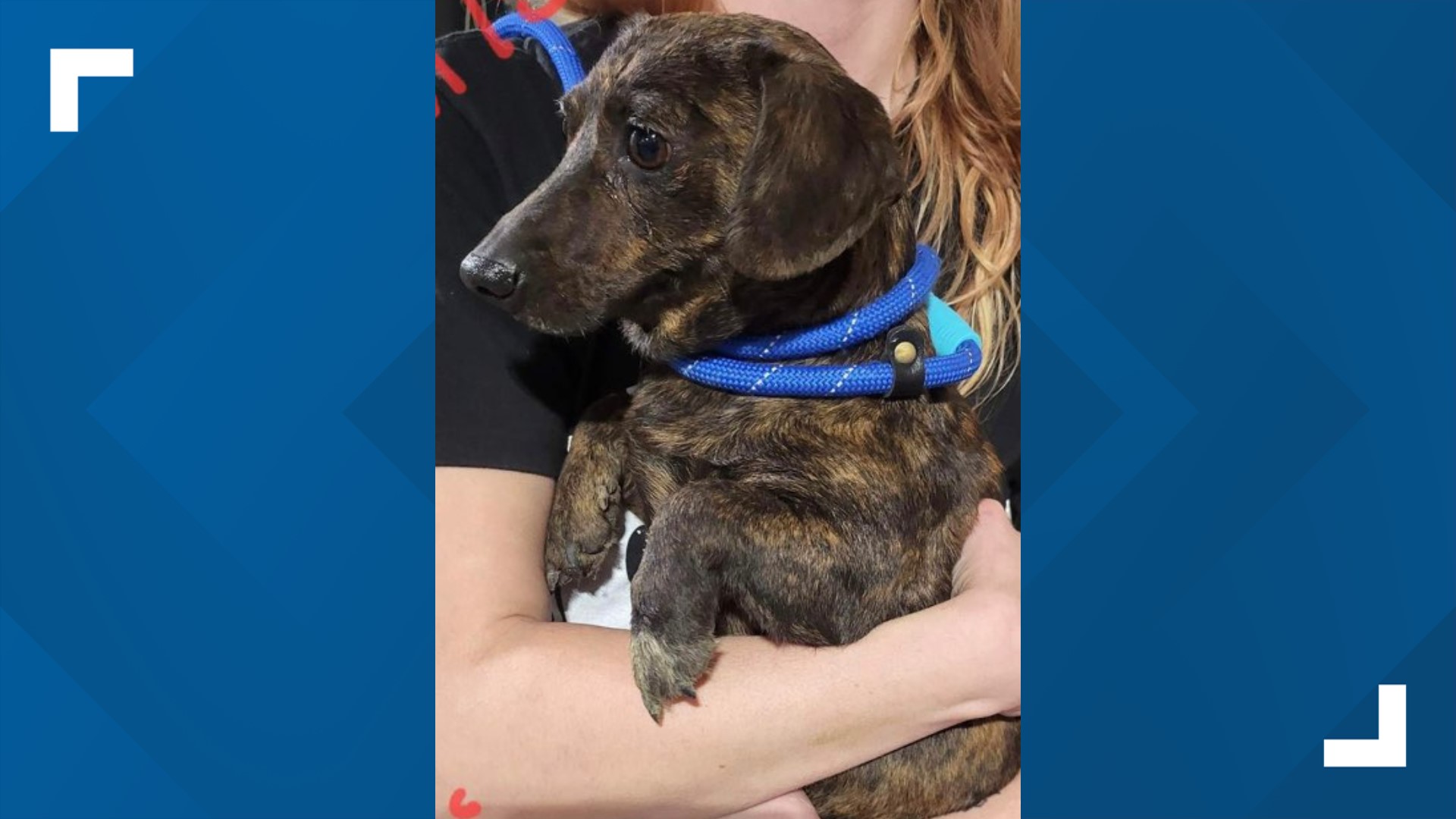 Dogs rescued from deplorable conditions in Franklin County | ksdk.com