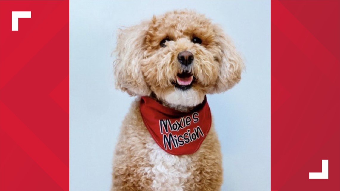 Hank the Ballpark Pup wins Dog of the Year Award