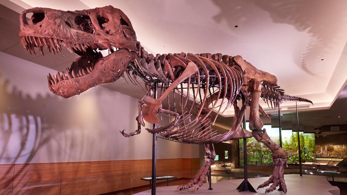 'SUE: The T. rex Experience' at Saint Louis Science Center | ksdk.com