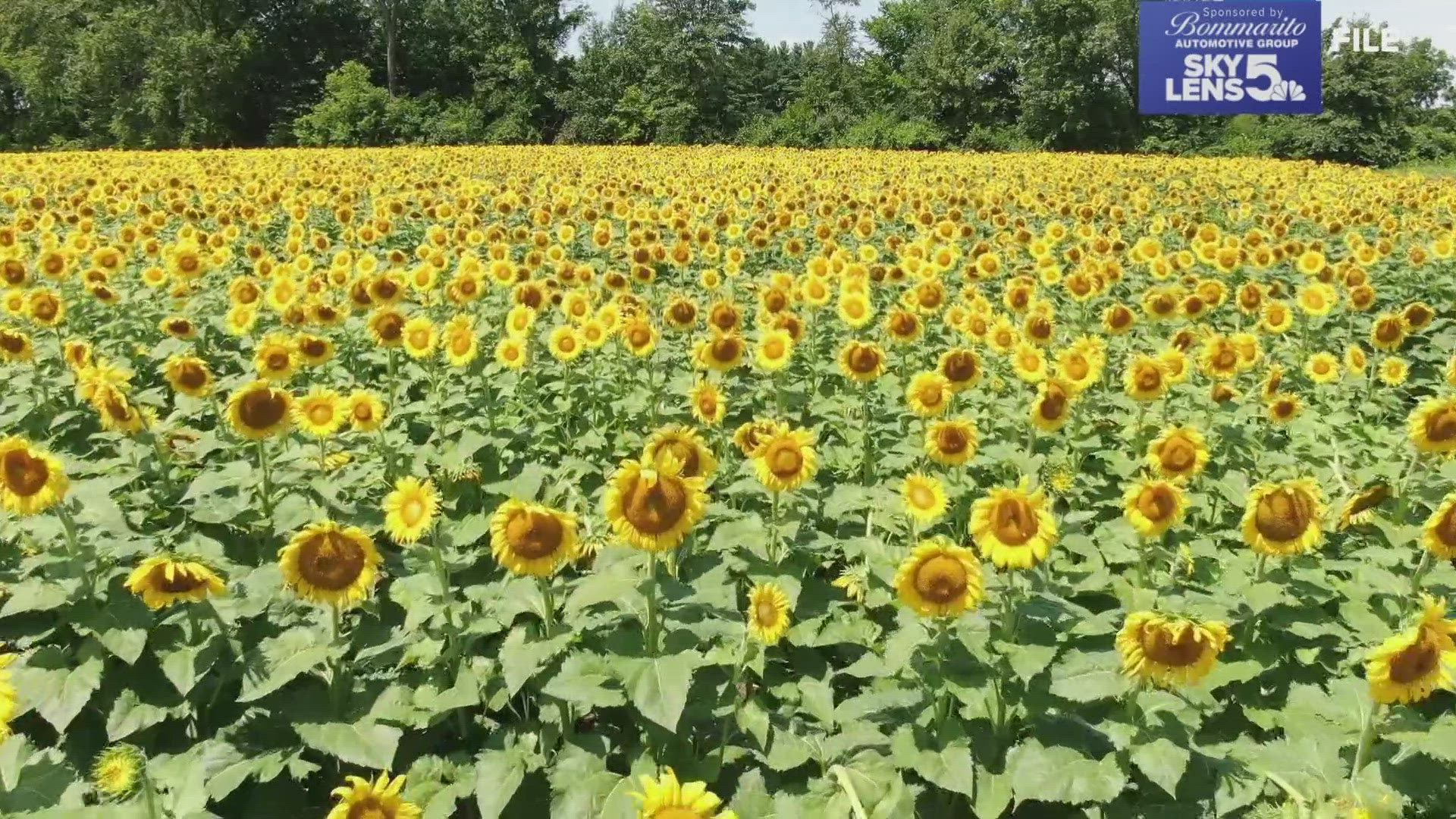 The sunflowers are back at Eckert's Farm in Belleville. Here's when you can see them.