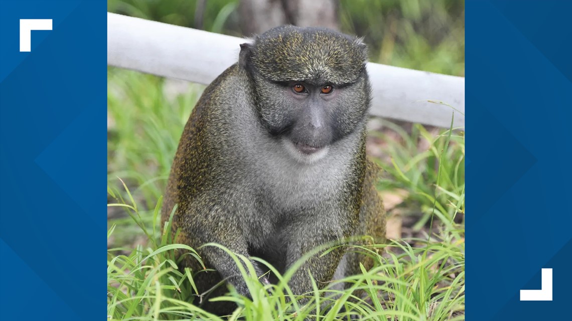 Swamp monkeys get out out enclosure at Saint Louis Zoo - Vimarsana News