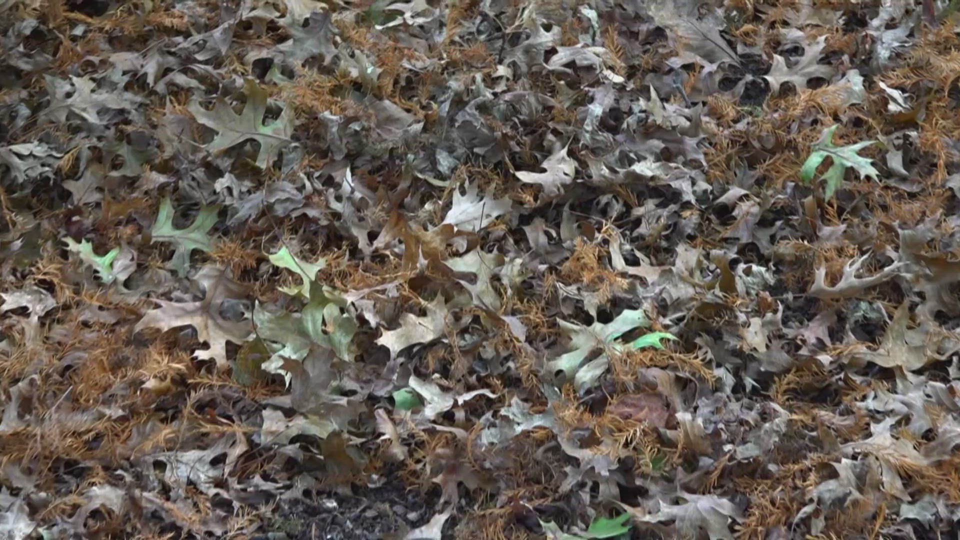 Missouri's extreme drought worsens fall foliage chances | ksdk.com