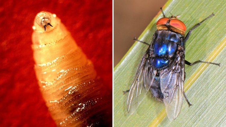 Missouri Prepares for New World Screwworm Threat in 2025 | ksdk.com