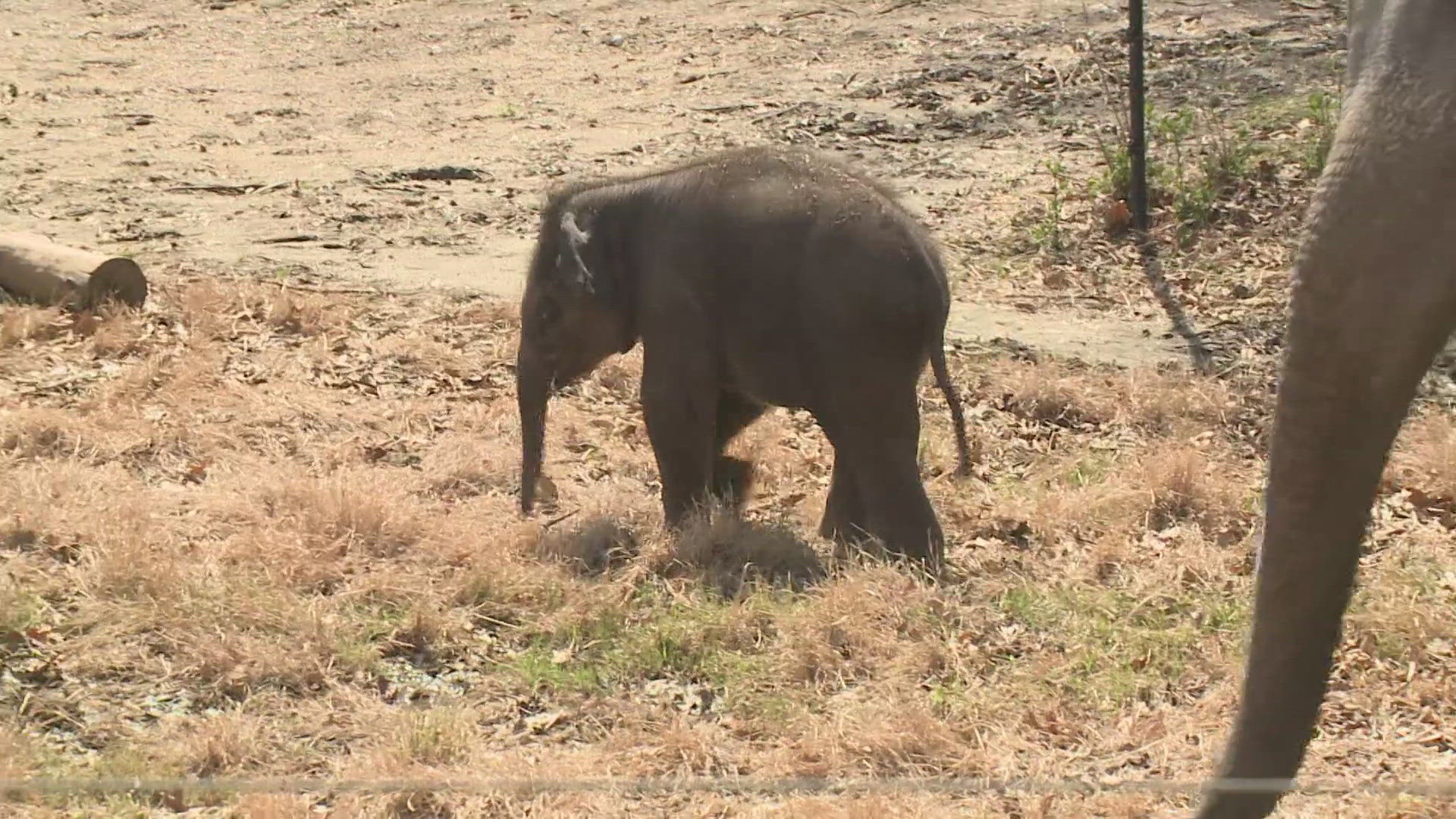 5 On Your Side has a first look at the St. Louis Zoo's new asian elephant calf!
