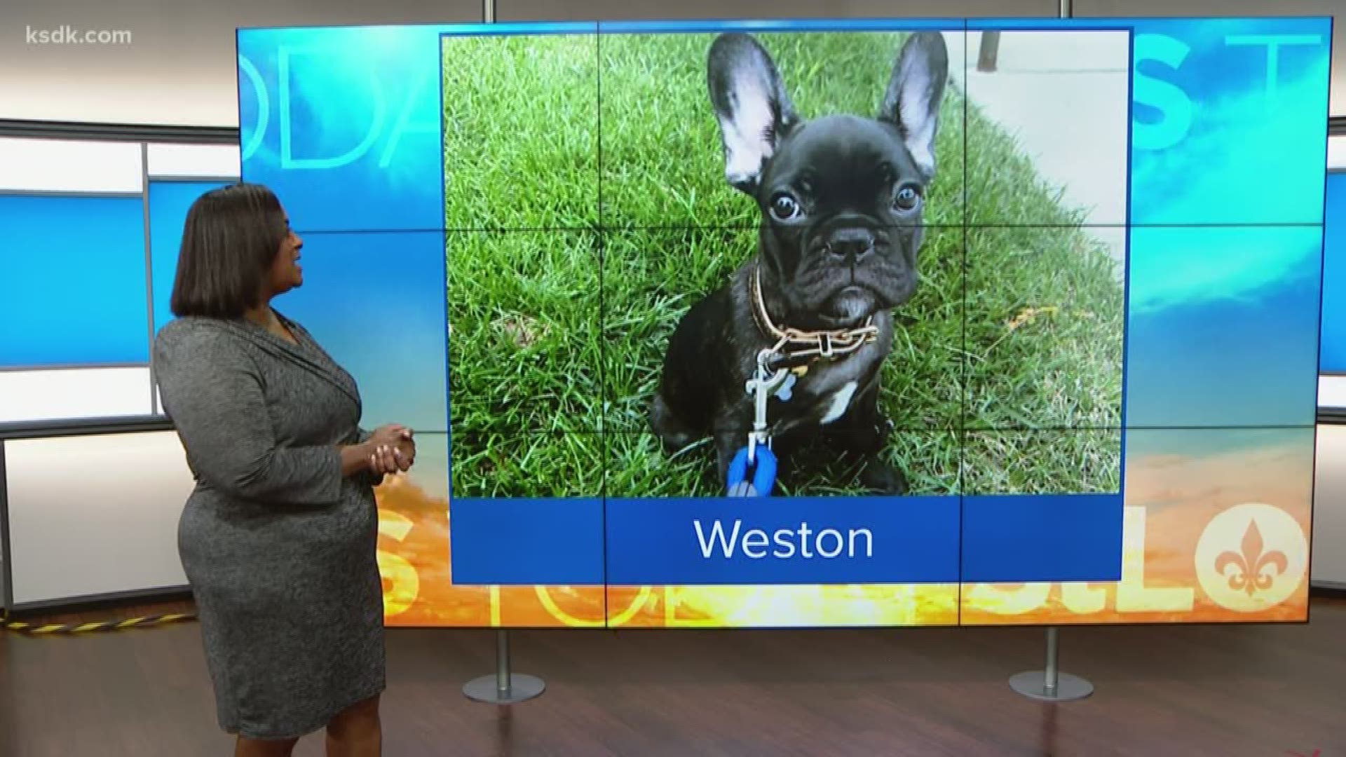 Weston is the french bulldog of 5 On Your Side digital journalist, Ashley Cole.