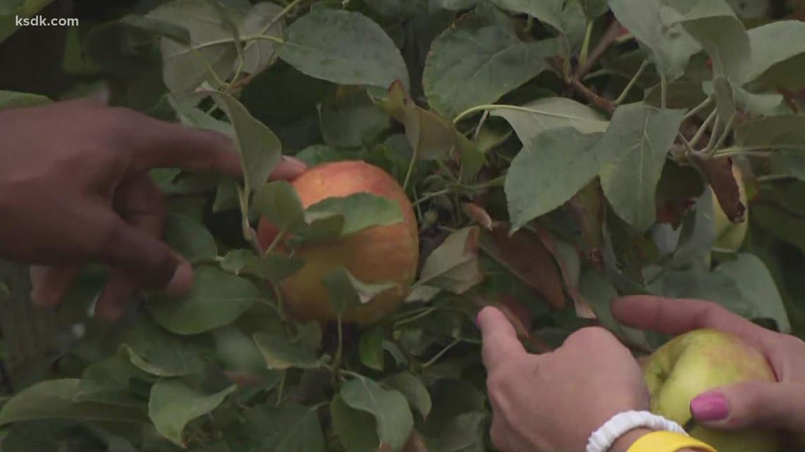 It’s apple picking season at Eckert’s Farm