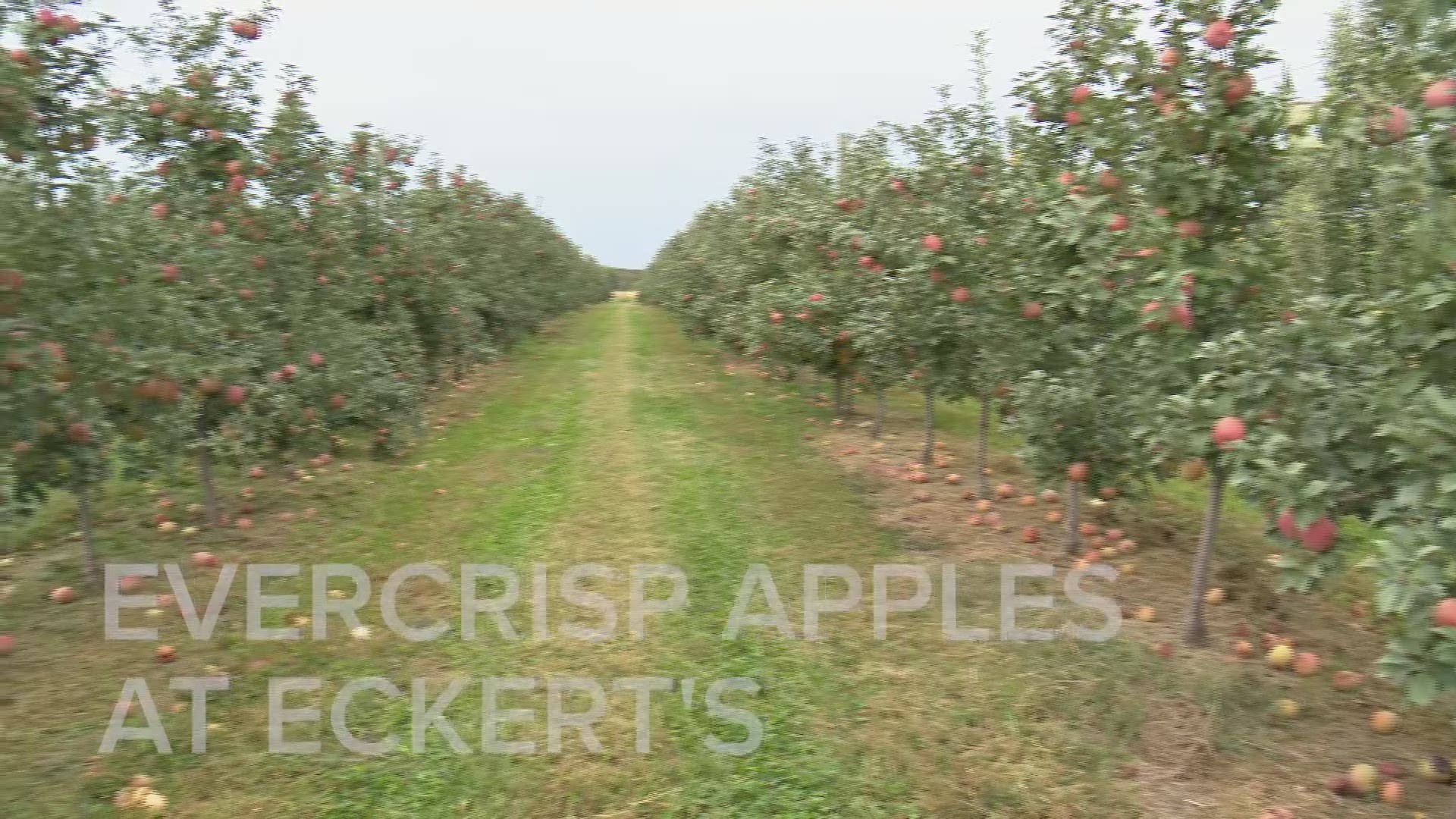 The EverCrisp apple will be available to pick at Eckert’s three metro area farms. Eckert’s is the only farm in the St. Louis region to grow it.