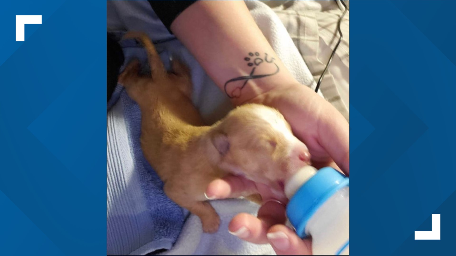 Dogs rescued from deplorable conditions in Franklin County | ksdk.com