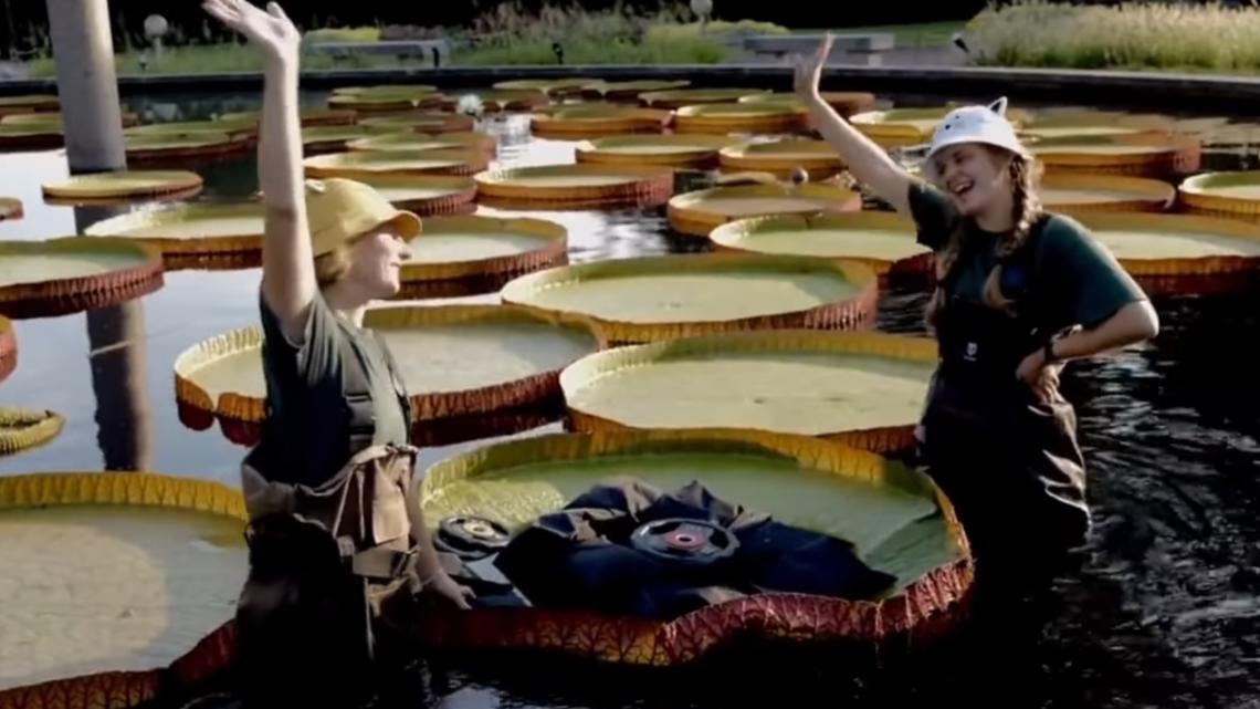 Missouri has world's strongest lily pads, competition finds | ksdk.com
