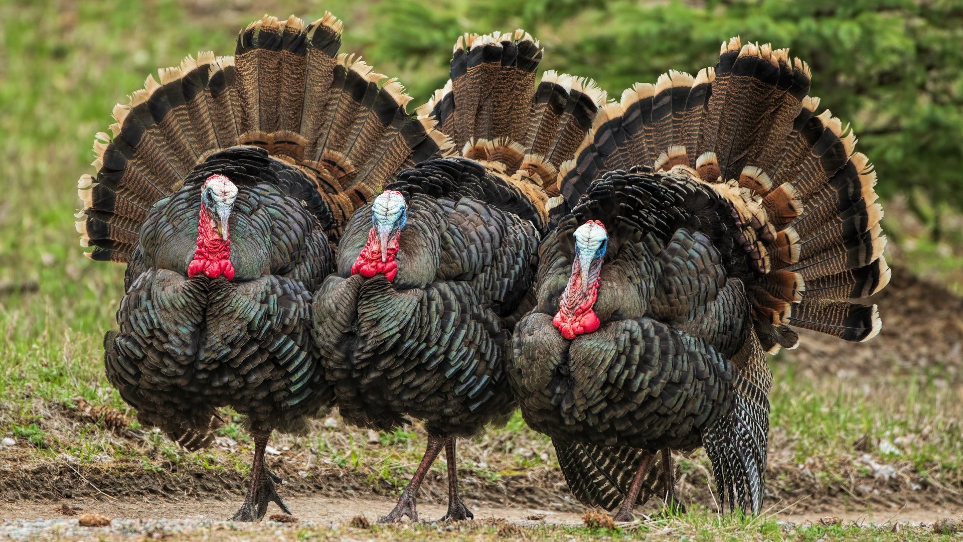 How many Missouri turkeys did hunters kill this Fall?