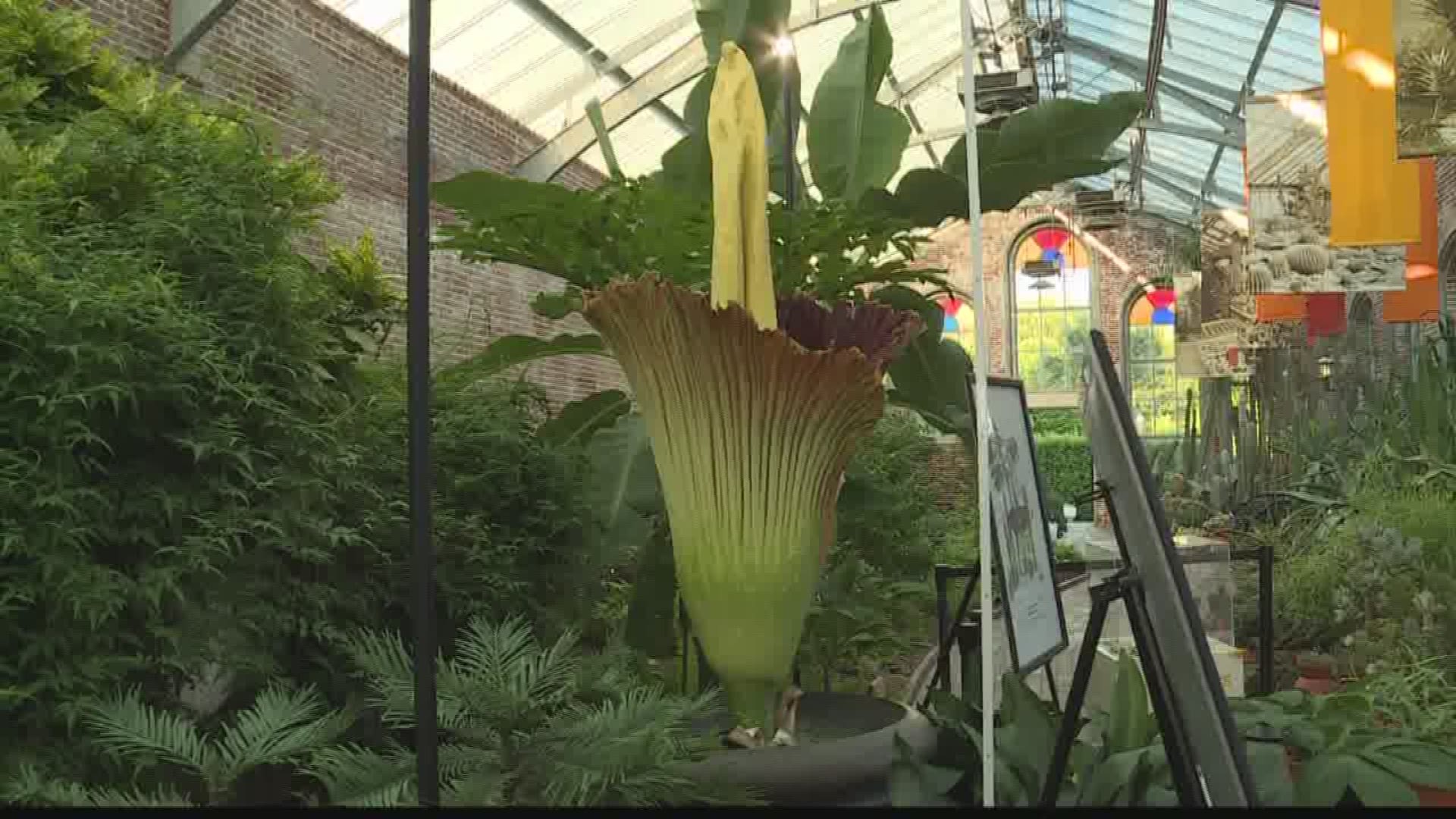 Corpse Flower blooms at Missouri Botanical Garden | ksdk.com
