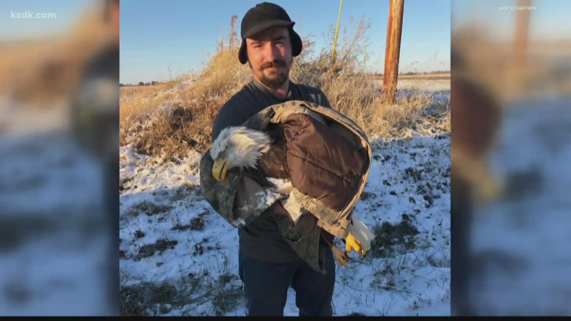 Sam Schaffrin and his friend Danny Sly were driving along snow-covered Highway F in High Hill when they spotted an injured eagle.
