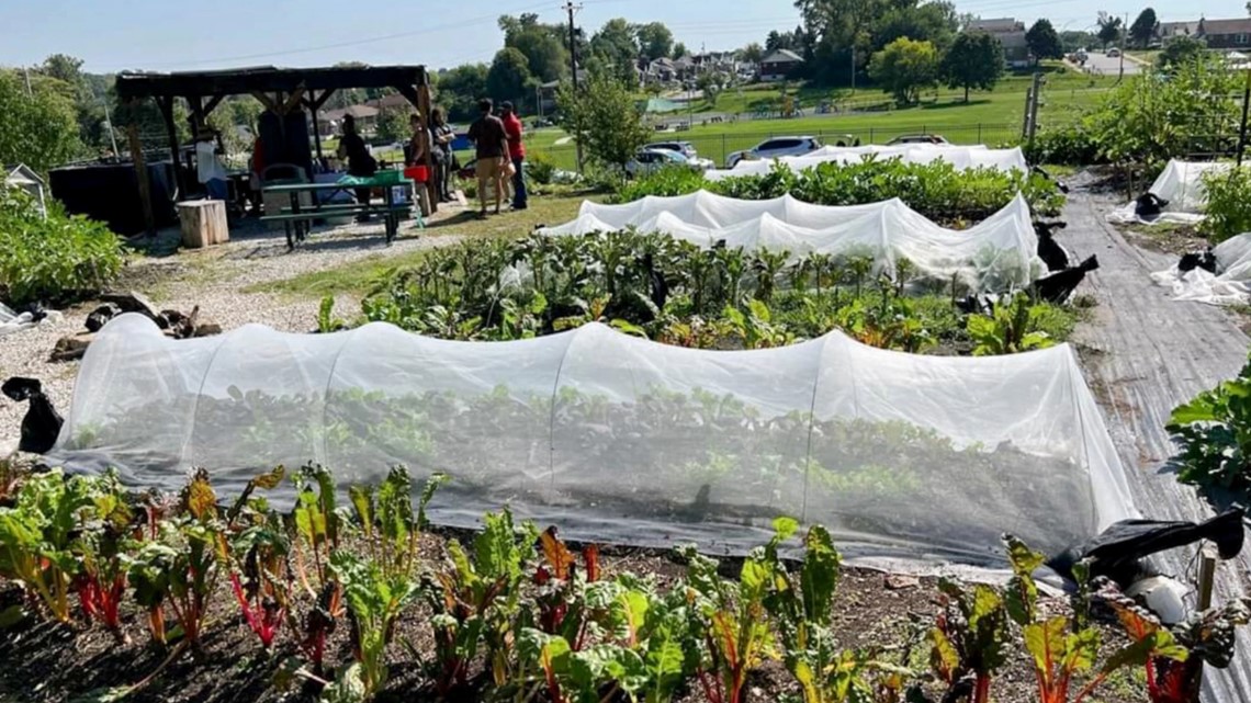Urban Farmers, Food City seek to drain food deserts - Vimarsana News
