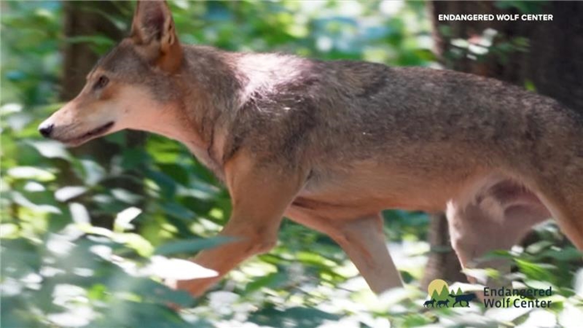 Eureka wolf center takes center stage on national wildlife series