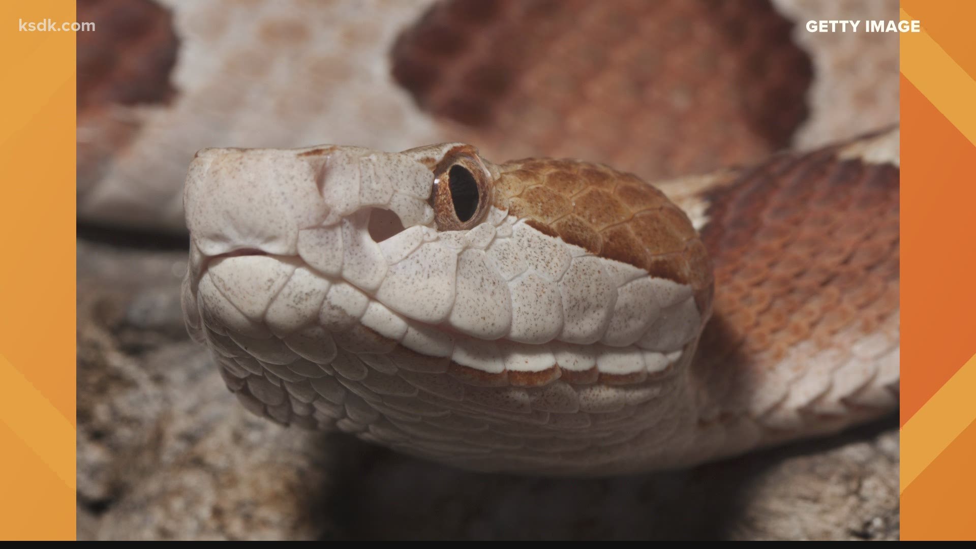 Baby copperheads are being born in Missouri