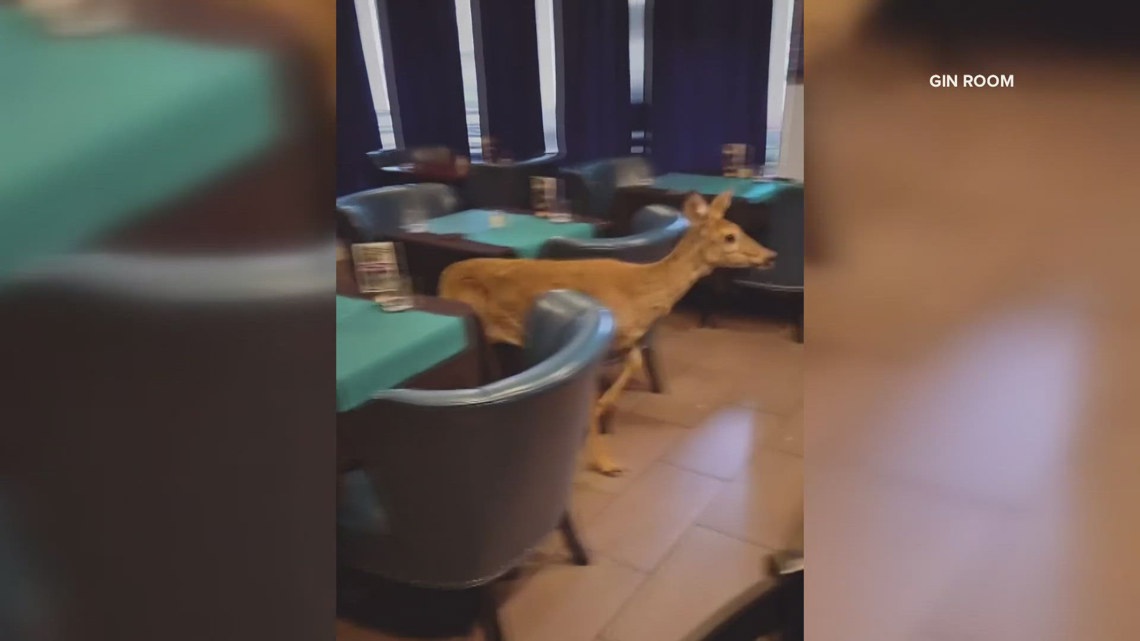 Disoriented deer caught on video breaking into south St. Louis restaurant