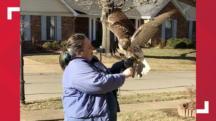 Red-tailed hawk is rescued after following St. Louis County woman around her yard