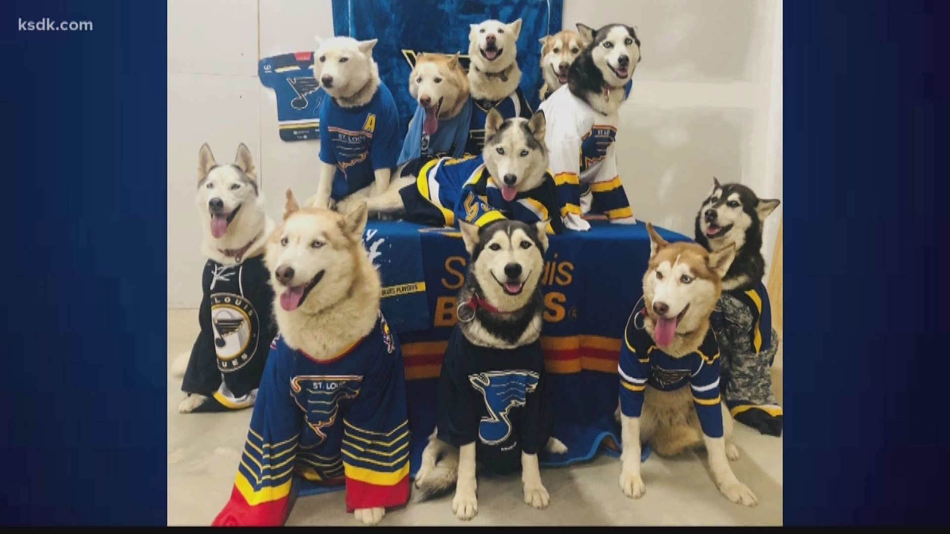A Hillsboro man has combined his love of Blues hockey with his passion for Siberian huskies. For Richie Camden, "he shoots, he scores!" means a great photograph. 5 On Your Side's Art Holliday reports.