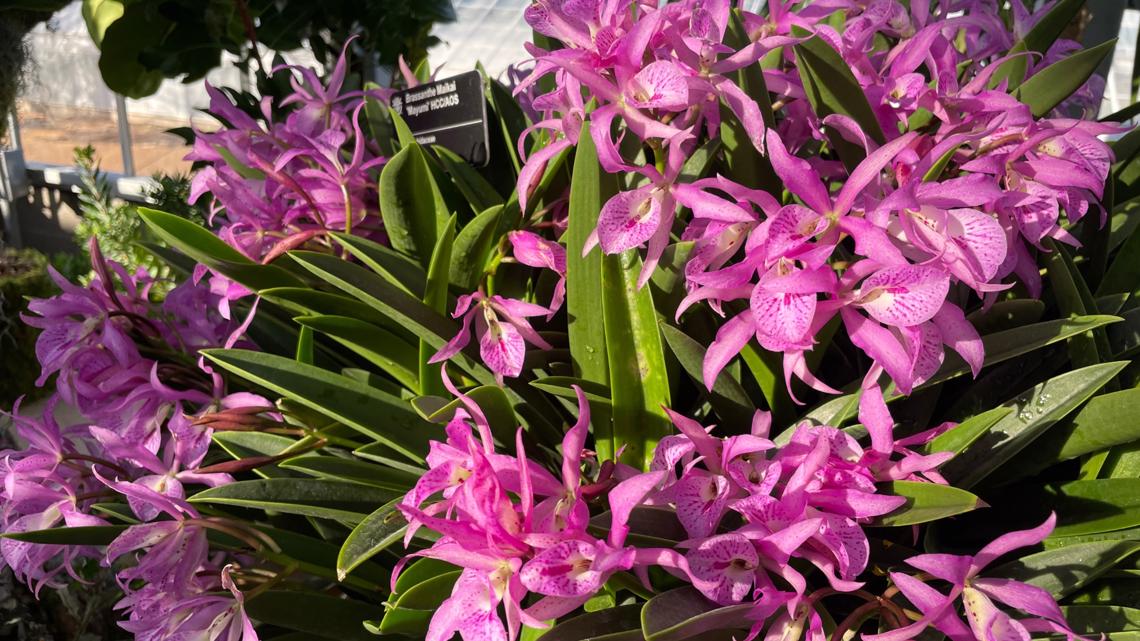 Orchid Show returns to Missouri Botanical Garden