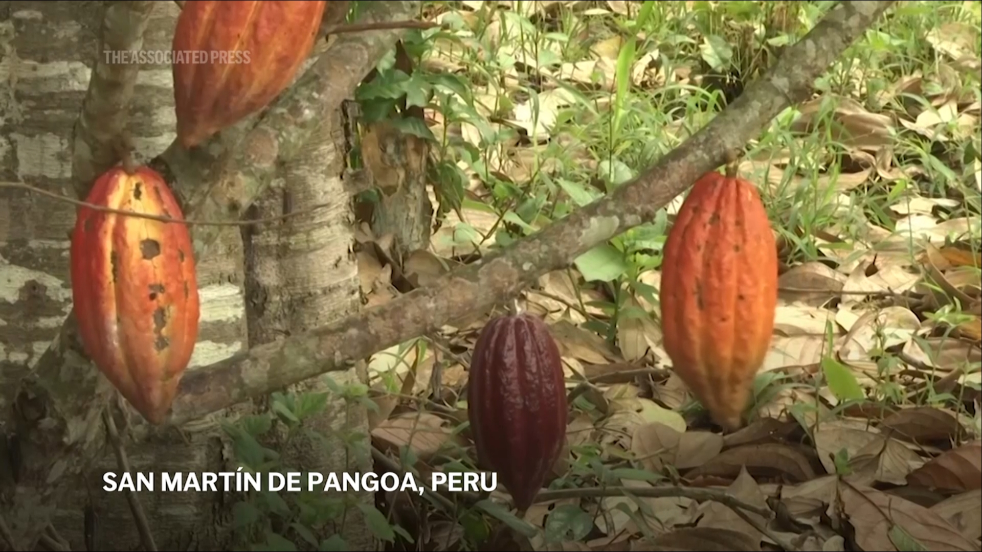 Climate change is stressing rainforests where the highly-sensitive cocoa bean grows. Companies that are researching other ways to grow cocoa.