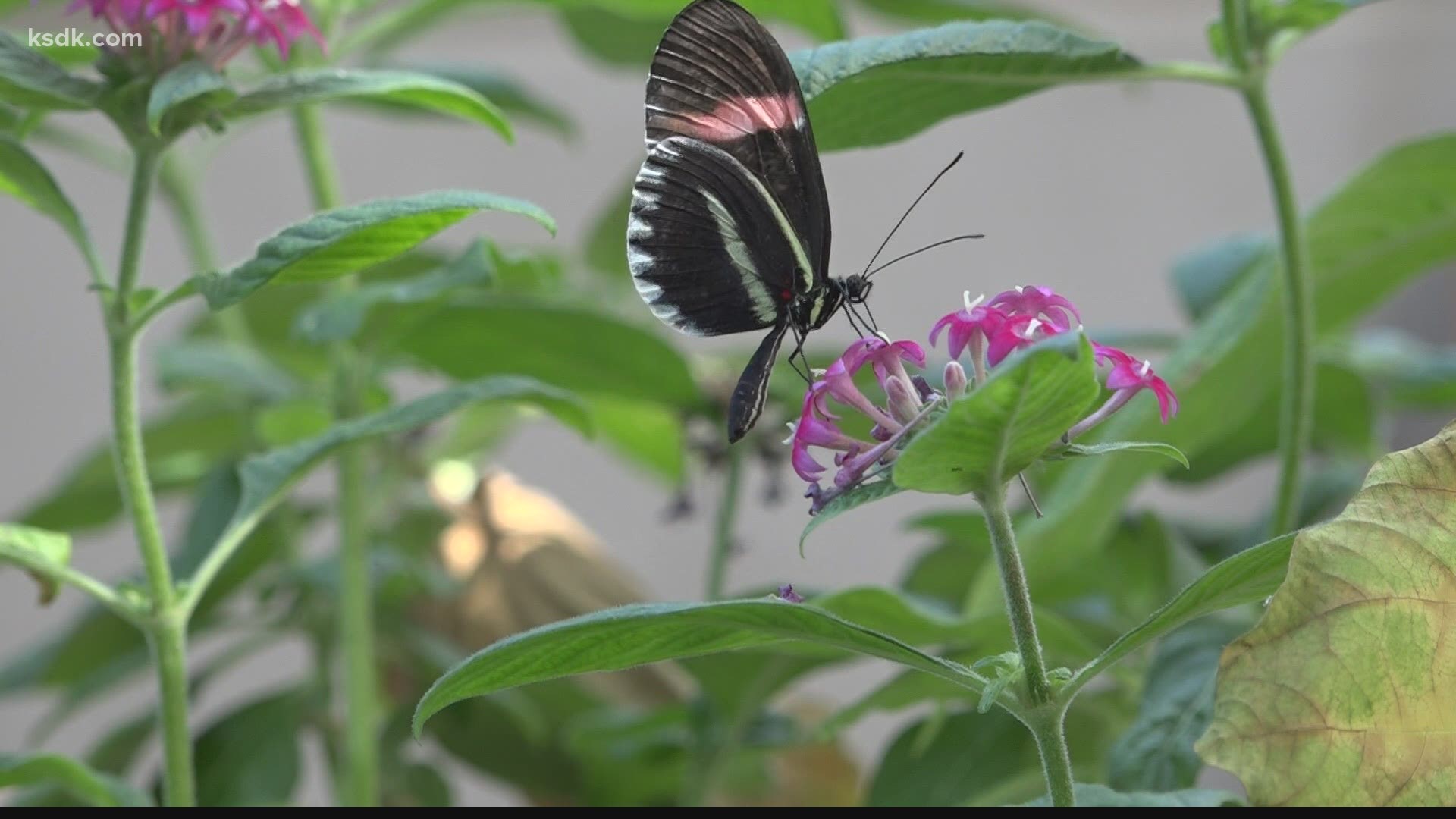 The Butterfly House had temporarily closed in compliance with St. Louis County restrictions