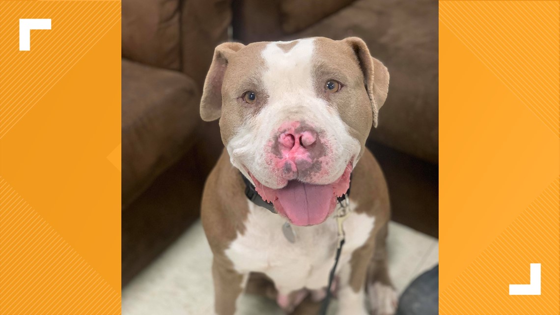 Gateway Pet Guardians rescue longtime homeless dog - Vimarsana News