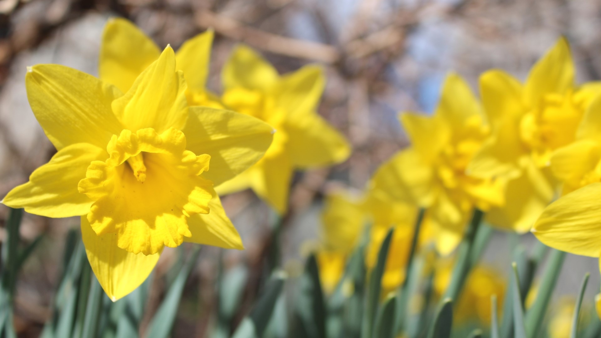 St. Louis spring garden forecast: what to plant now | ksdk.com