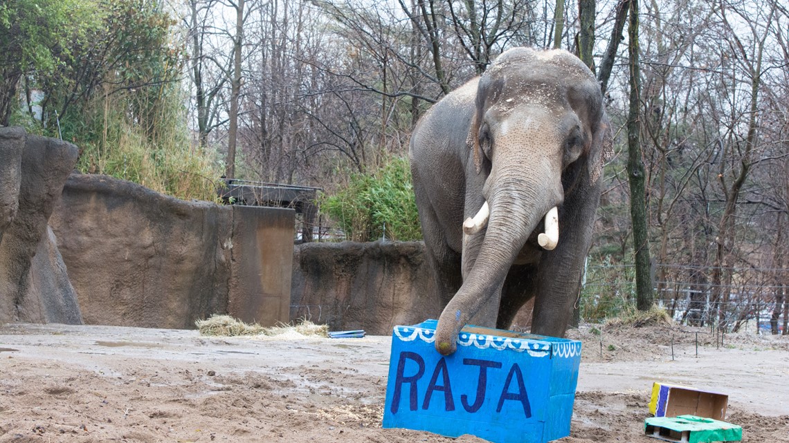 Raja turns 27 | Saint Louis Zoo celebrates &#39;golden’ birthday | www.bagssaleusa.com/product-category/neonoe-bag/