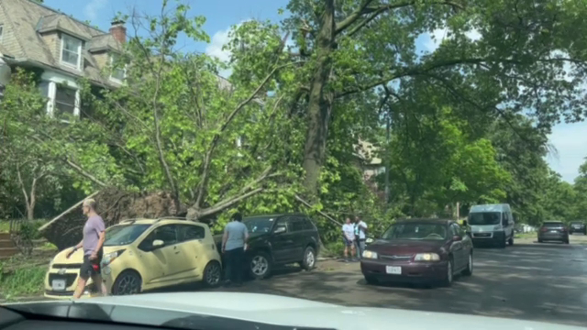 Maryland Avenue Central West End trees uprooted