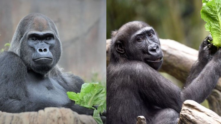 2 endangered gorillas move between Saint Louis, Brookfield Zoos