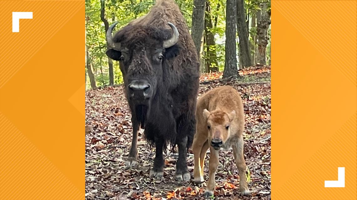 New bison, elk calves born at Lone Elk Park - Vimarsana News