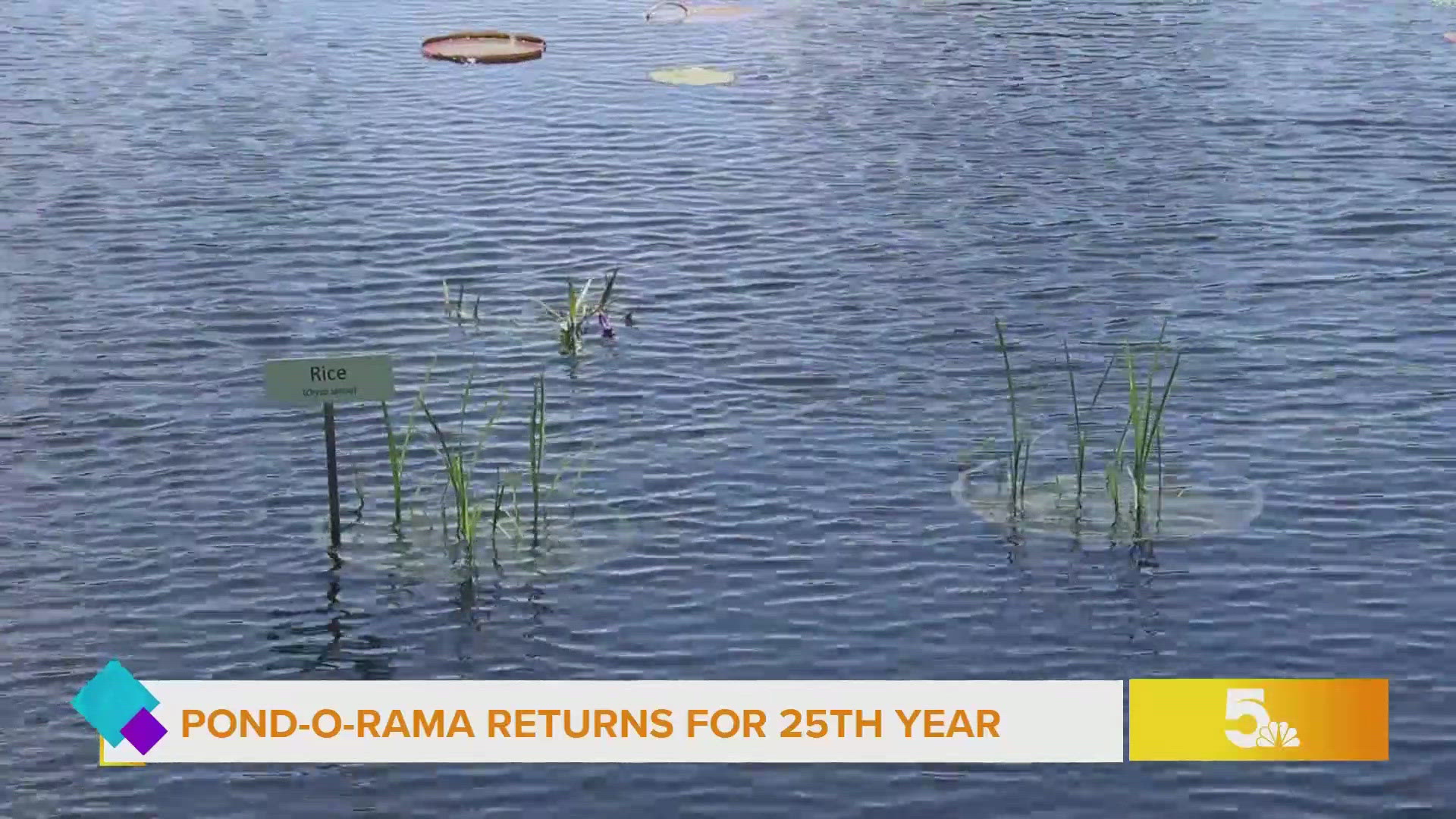 'Pond-O-Rama' showcases stunning water gardens in St. Louis | ksdk.com