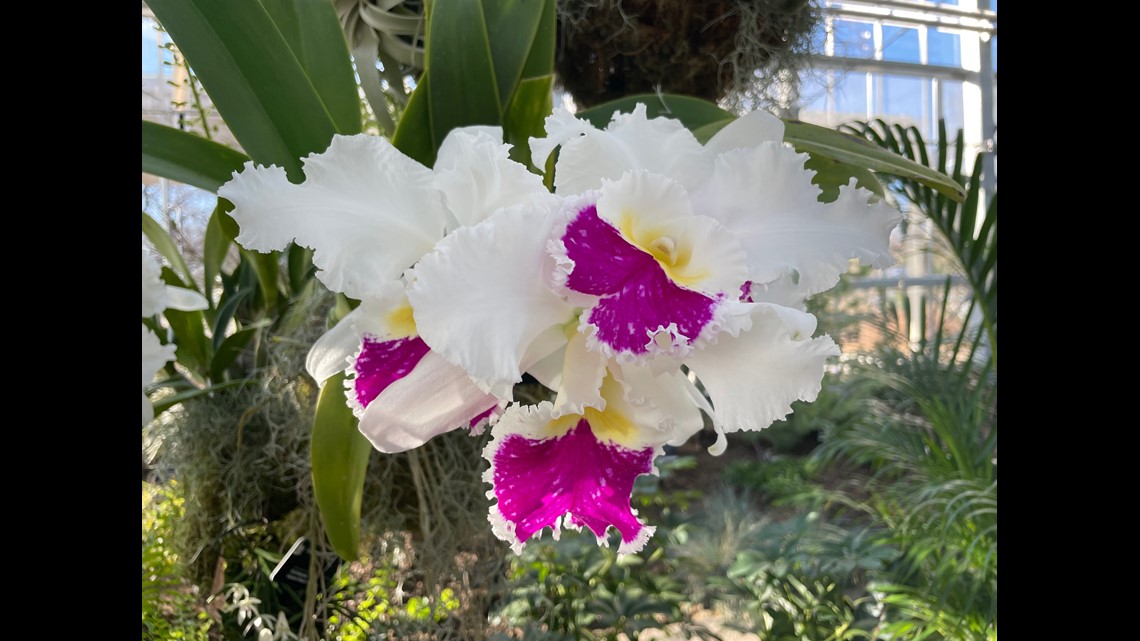 Orchid Show returns to Missouri Botanical Garden