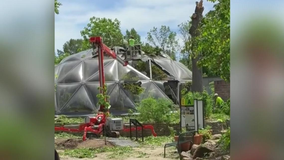 Butterfly Rescue Saint Louis Zoo's butterfly rescue effort after historic tornado ...