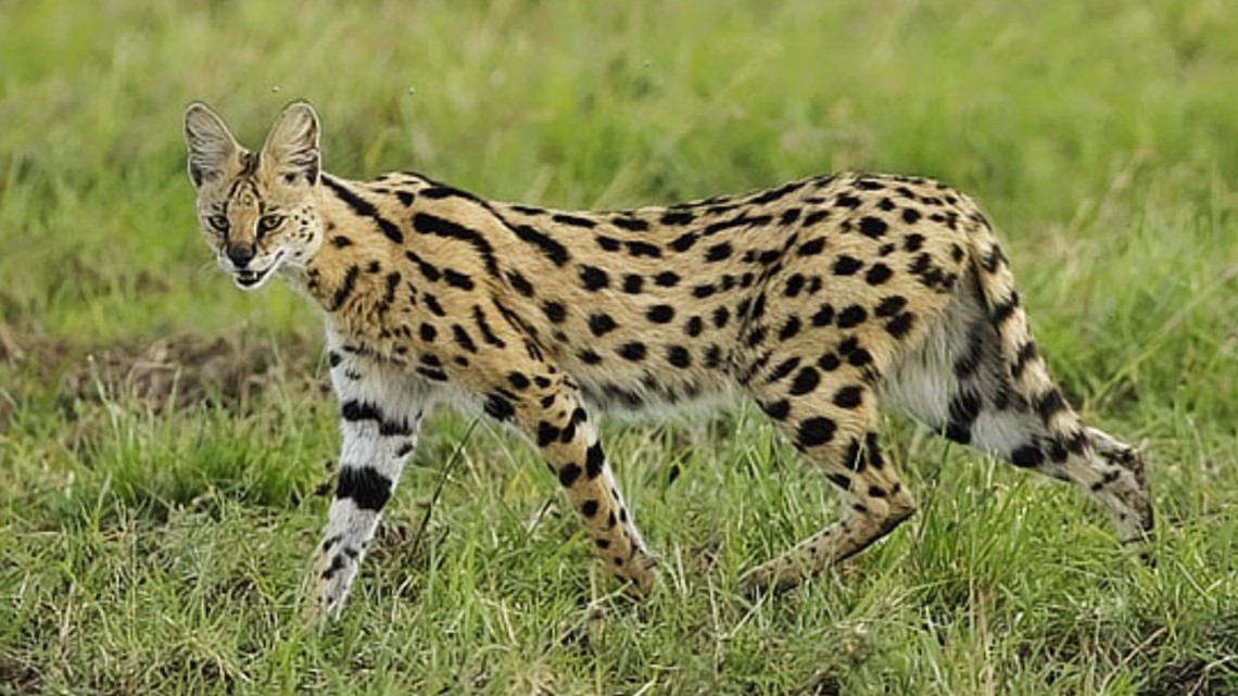 Serval on the loose near Decatur, Illinois, animal control says | ksdk.com