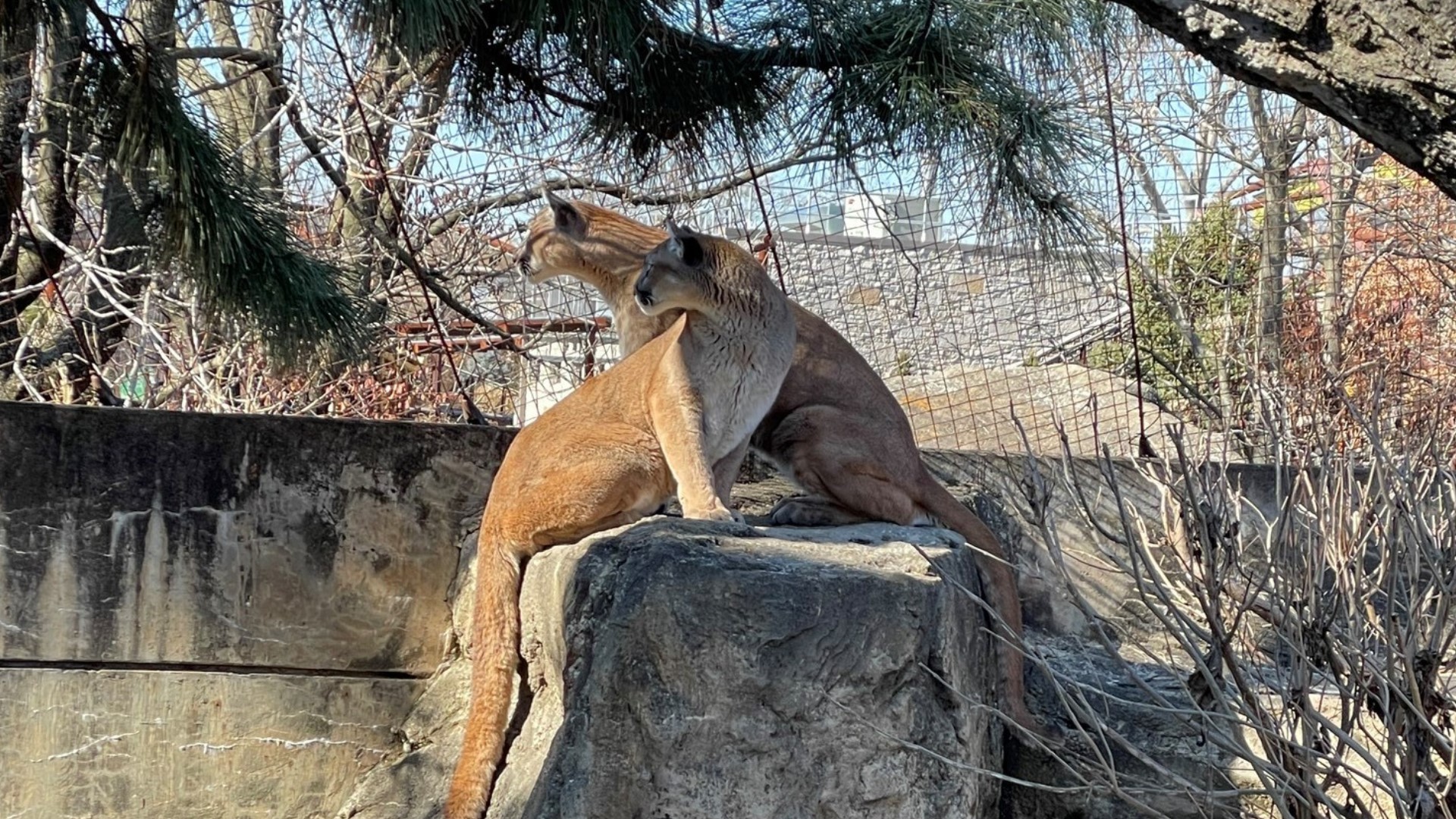 Adopt a puma from the Saint Louis Zoo for Mother's Day |