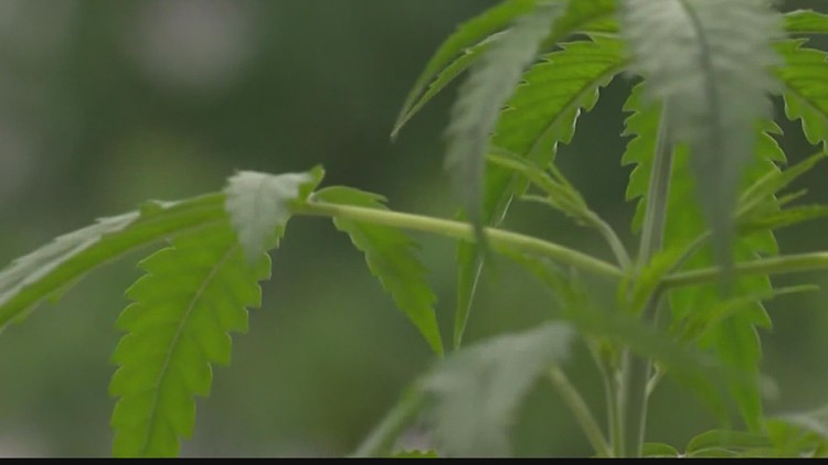 Recreational cannabis expected to be on the ballot in Missouri in November