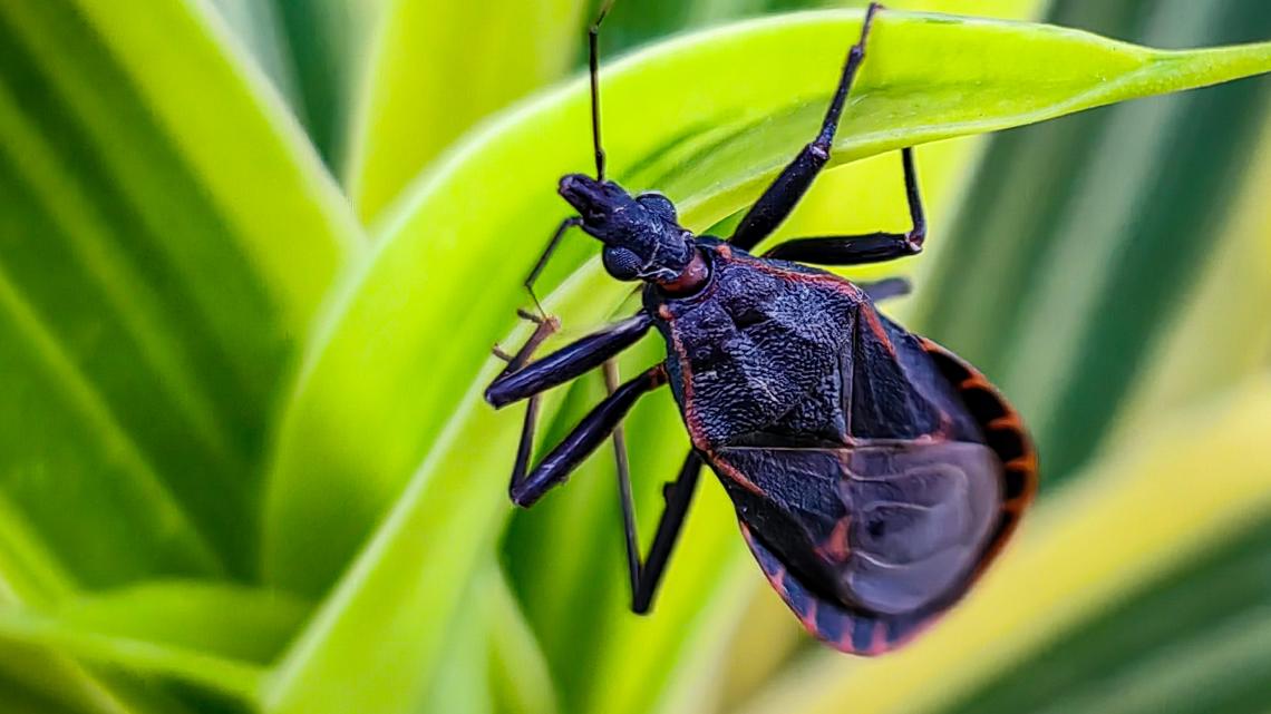 Missouri's 'kissing bugs' are spreading an incredibly rare parasitic disease that's here to stay, CDC says