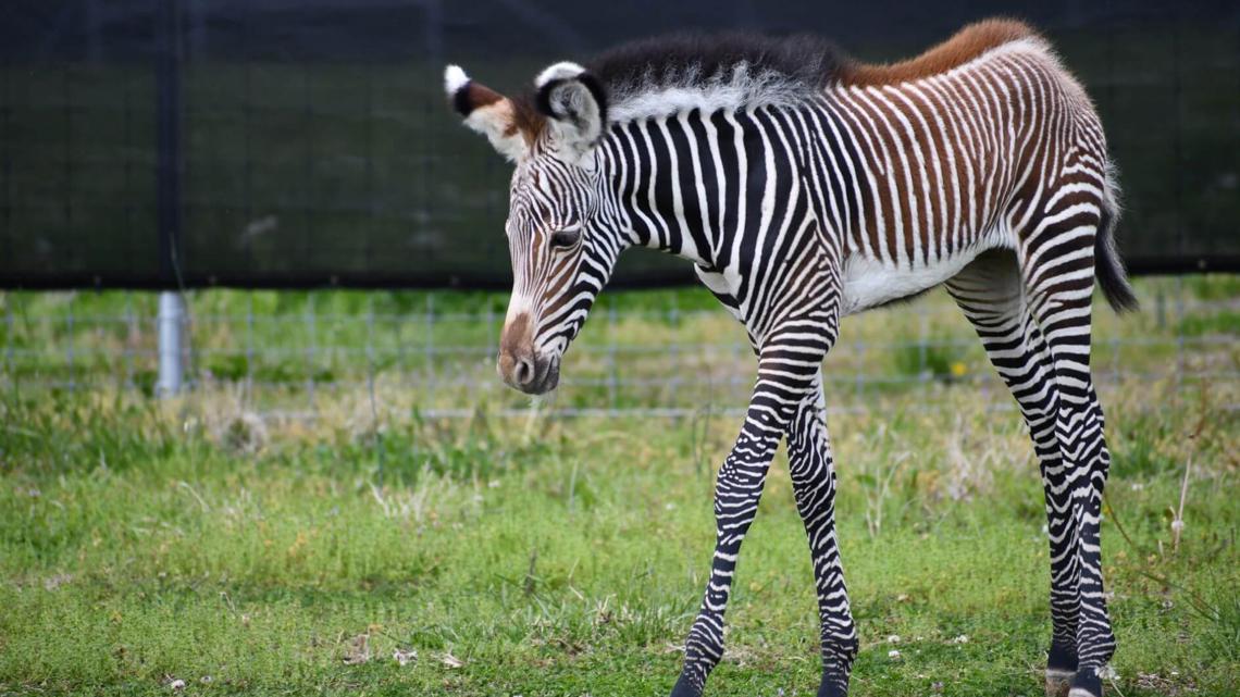 Zebra foal Roxie born at Saint Louis Zoo's WildCare Park | ksdk.com