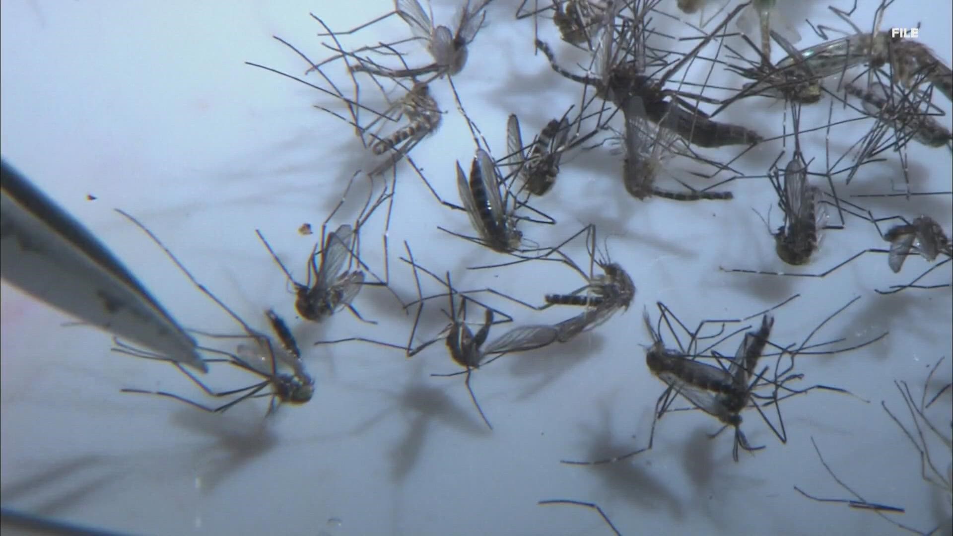 Multiple agencies come together to launch Mosquito Alert STL.