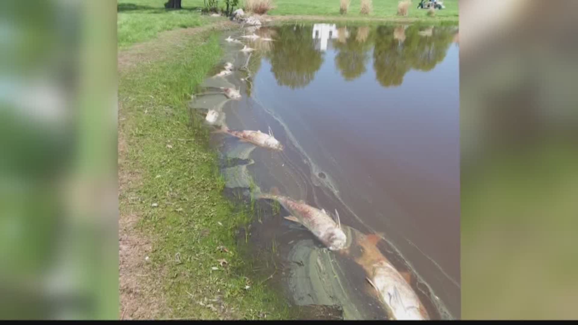 Thousands of dead fish washed up on the banks of a neighborhood lake.