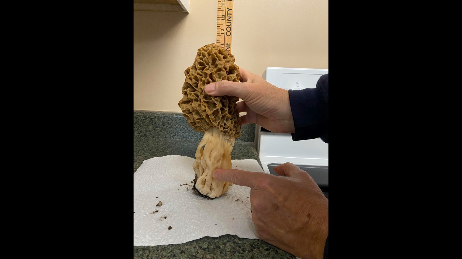 Is this a recordbreaking morel mushroom?