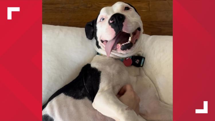 St. Louis dog rescue gets millions of views on TikTok